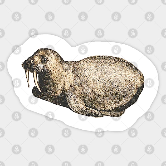 Baby walrus Sticker by Marccelus